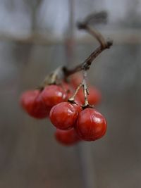 Close-up of cherry tomatoes growing on plant