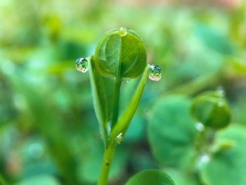 Close-up of water drops on plant