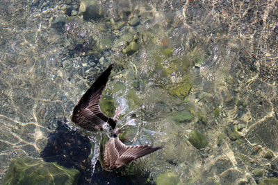 High angle view of fish swimming in sea