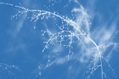 Low angle view of frozen spider web against blue sky