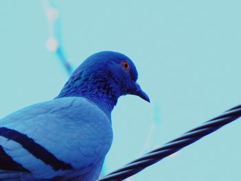 Close-up of blue bird