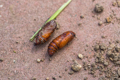 Lepidoptera noctuidae. agricultural pests.