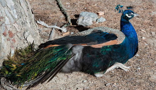 Wild colorful peacocks, little kittens in peacock forest plaka on kos greece