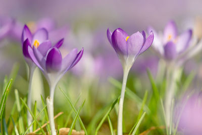 Close-up of purple crocus flowers on field