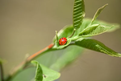 Close-up of ladybug on plant