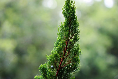 Close-up of fresh green plant