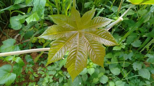 Close-up of fresh green plant