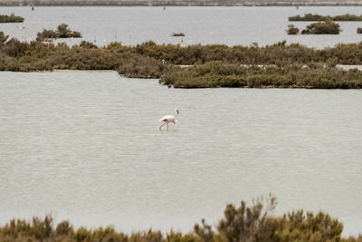 A beautiful specimen of flamingo while it feeds in a pond, sardinia, italy.