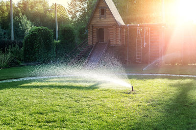 Sunlight falling on plants in lawn