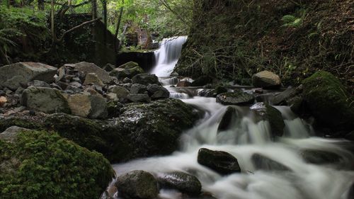 Scenic view of waterfall in forest