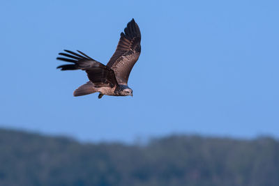 Low angle view of eagle flying in sky