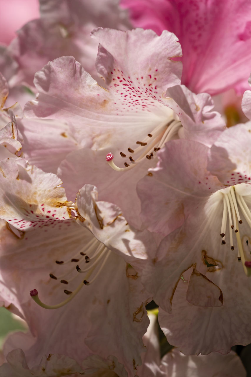 CLOSE-UP OF CHERRY BLOSSOM