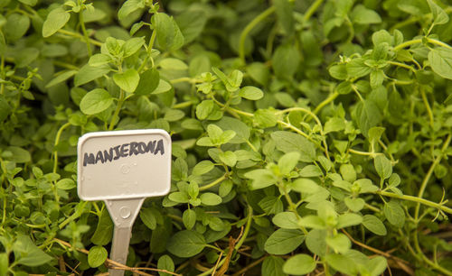 Close-up of information sign on plants