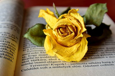 Close-up of flowers on table