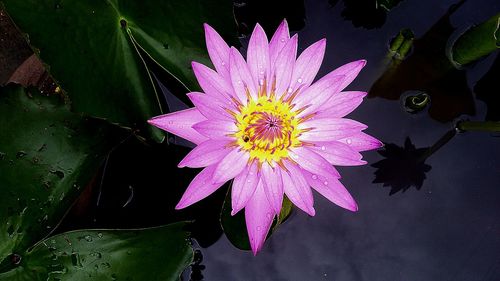 Close-up of pink flower