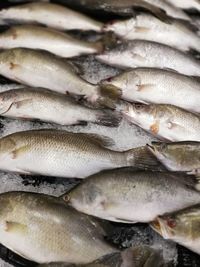 High angle view of fish for sale in market