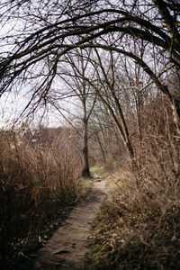 Footpath amidst bare trees in field