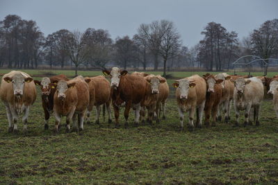 Horses in a field