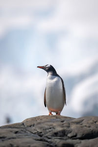 Gentoo penguin perches on rock looking left