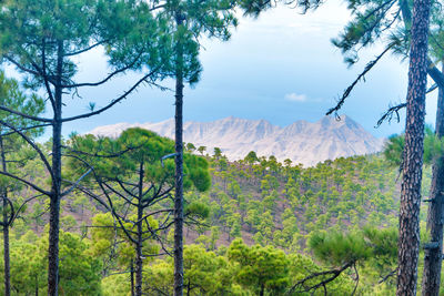 Scenic view of forest against sky