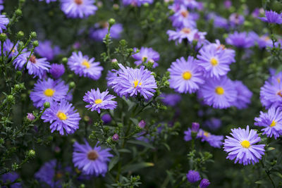 High angle view of purple flowering plants on field