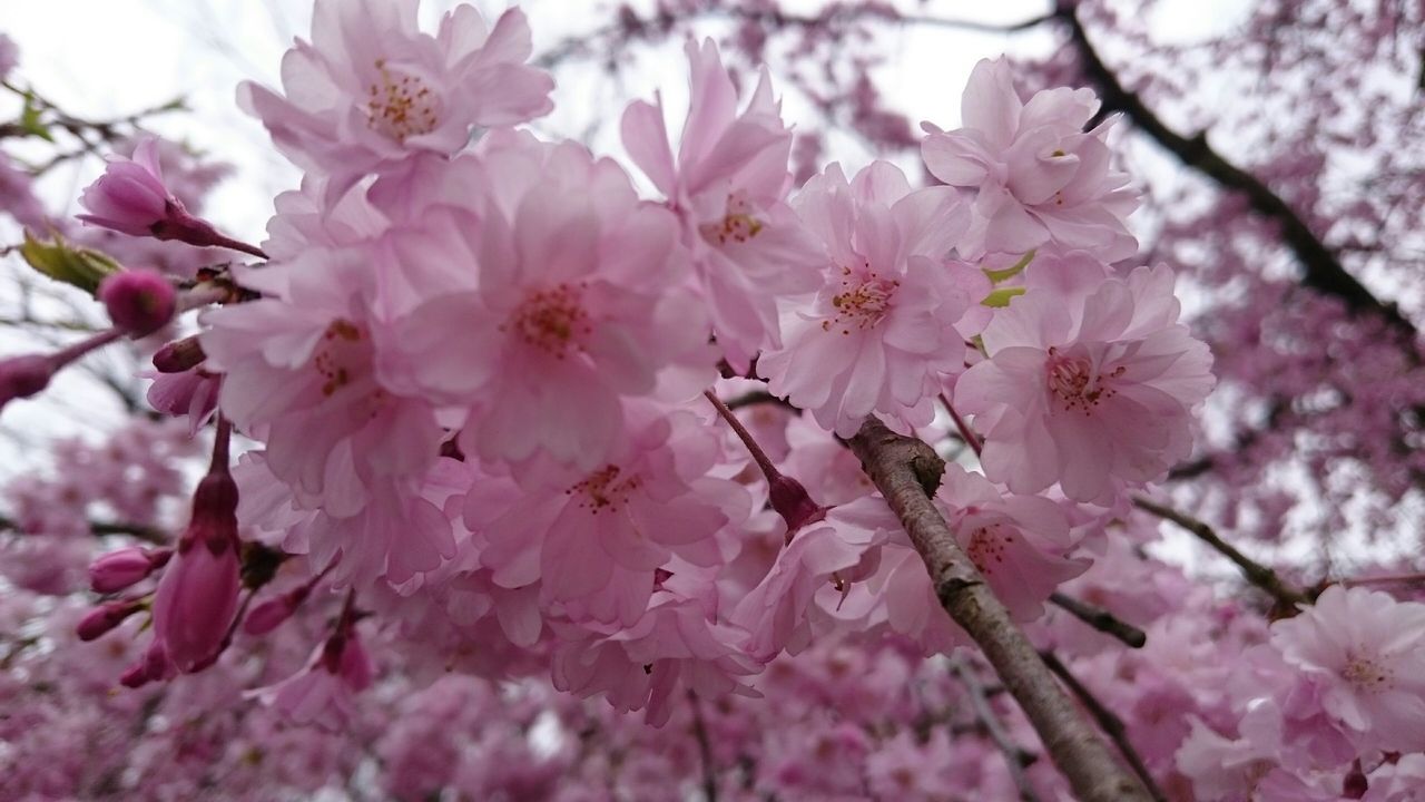 flower, freshness, cherry blossom, branch, fragility, tree, growth, cherry tree, beauty in nature, pink color, blossom, nature, petal, in bloom, close-up, fruit tree, focus on foreground, springtime, blooming, orchard