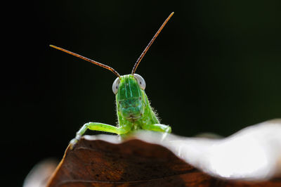 Grasshopper hiding behind the dry leaf shot with low angle