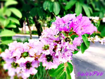 Close-up of pink flowers