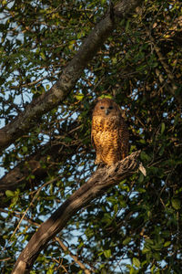 Low angle view of bird perching on tree