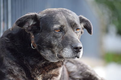 Close-up portrait of dog looking away