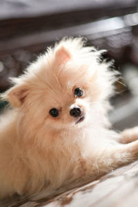 Close-up portrait of a dog