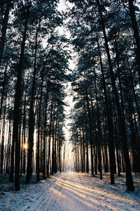 Road passing through forest