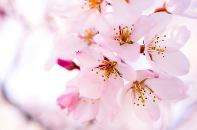 Close-up of pink cherry blossoms