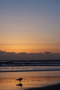 Scenic view of sea at sunset