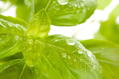 Close-up of wet plant