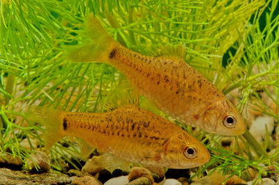 Close-up of fish swimming in sea