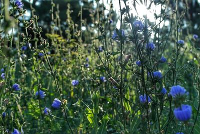 Close-up of purple flowers