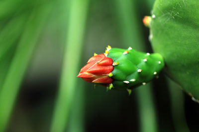 Close-up of red rose flower bud