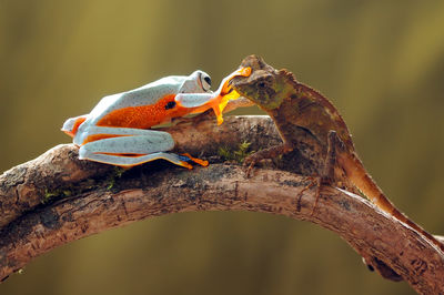 Close-up of bird perching on branch