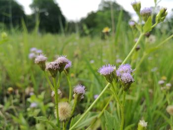 Close-up of flowers blooming on field