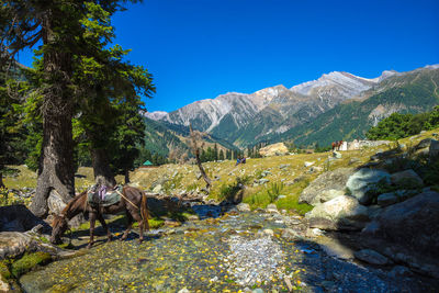 Horse taking a quick break at sonamarg valley of kashmir, india.