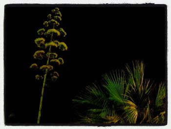 Plants growing in the dark