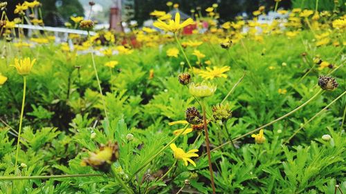 Close-up of yellow flowering plants on field