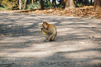 Tiger on ground