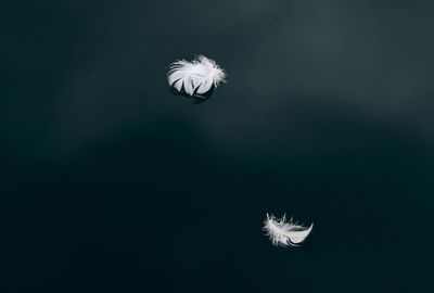 Low angle view of dandelion against sky at night