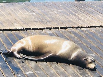 High angle view of animal sleeping on pier