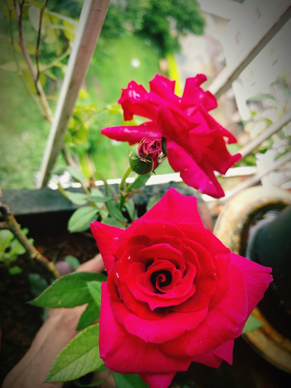 CLOSE-UP OF RED ROSE