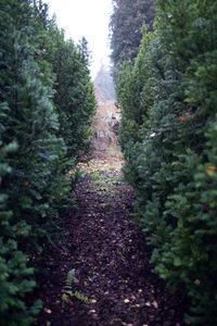 Trees growing in forest