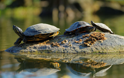 Close-up of turtles on rock