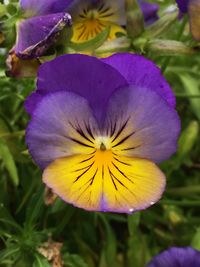 Close-up of yellow flower blooming outdoors